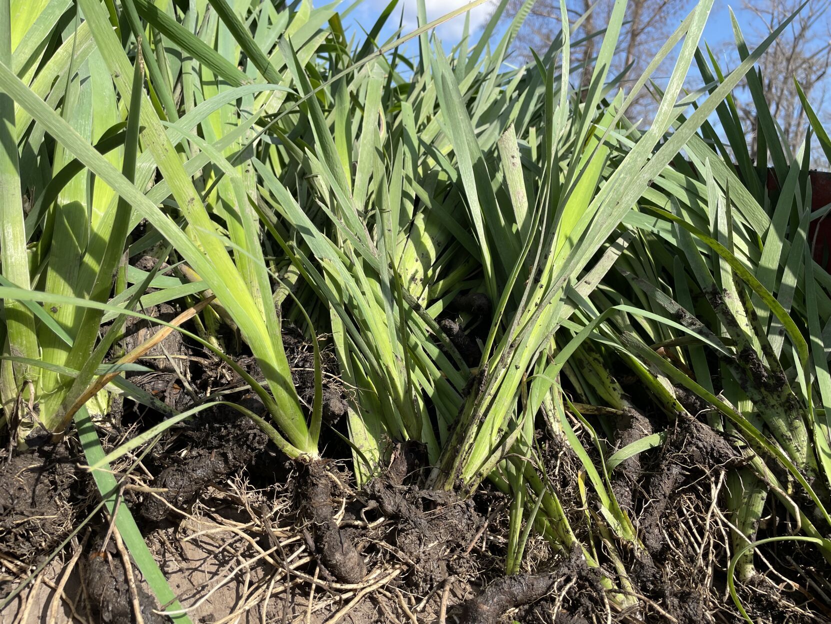 iris rescue (copy)